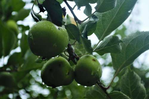 Apple Fruit Green Tree rain