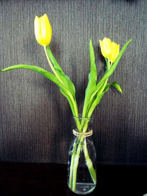 Tulips yellow spring flower bulb