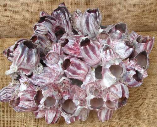 barnacles giant purple white shell