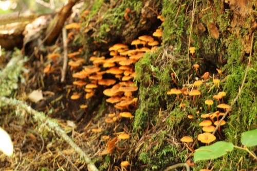 mushroom toadstool fungus woodland