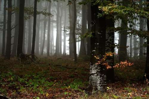 fabulous magically forest autumn fog