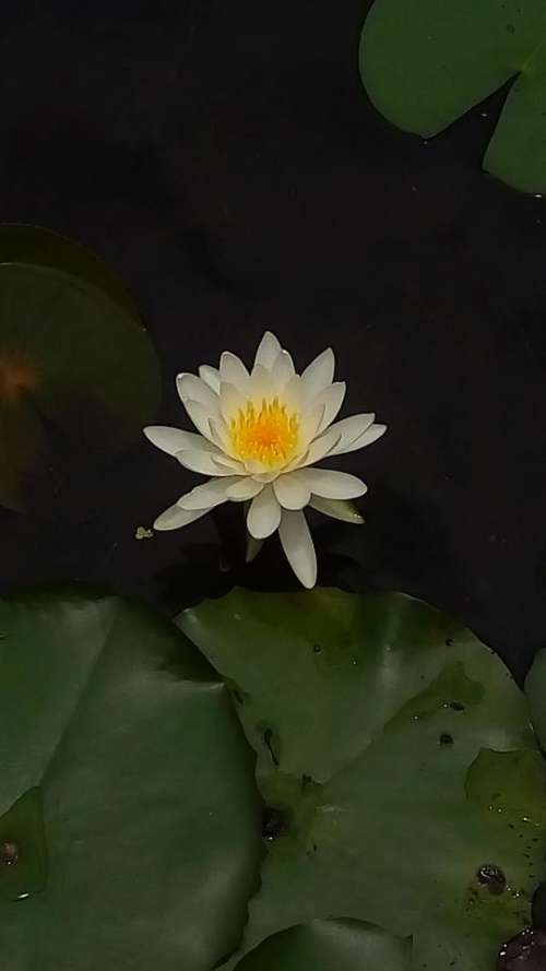 white lotus flower aquatic lily pads