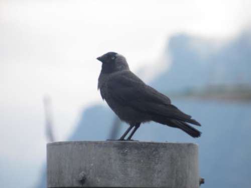 Raven crow bird 
