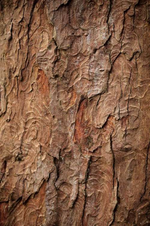 bark tree wood texture abstract