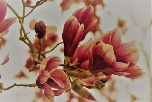 #Flowers #Spring Flowers #Magnolia #tree #blossom