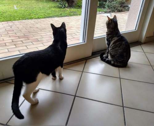 Cats windows watching birds funny animals pets