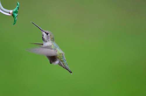 Annas hummingbird hummingbird 