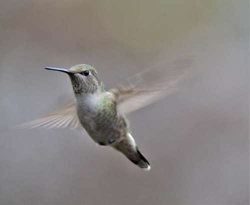 Annas Hummingbird bird hummingbird nature 