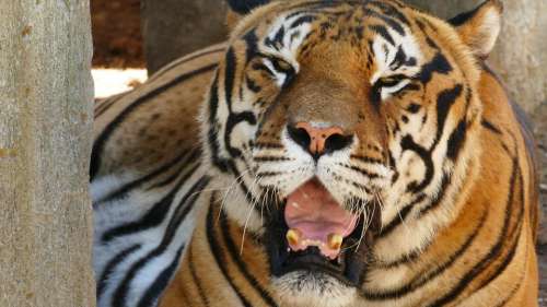 Yawn tiger
