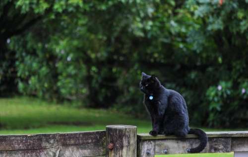 cat fence gate feline