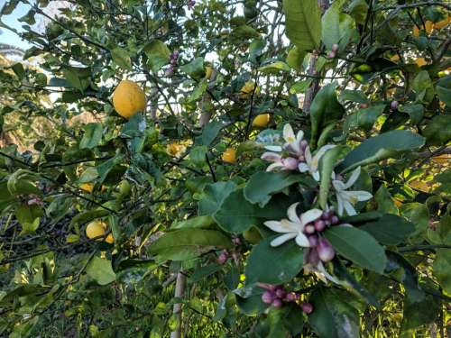 Lemon tree citrus fruit tree lemons 