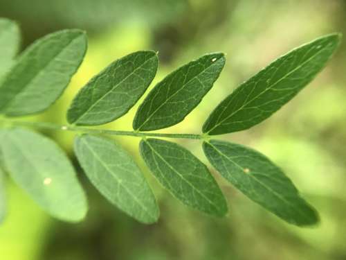 Leaves leaf plant garden nature