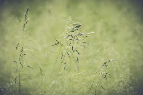 wildflower spring summer meadow grass