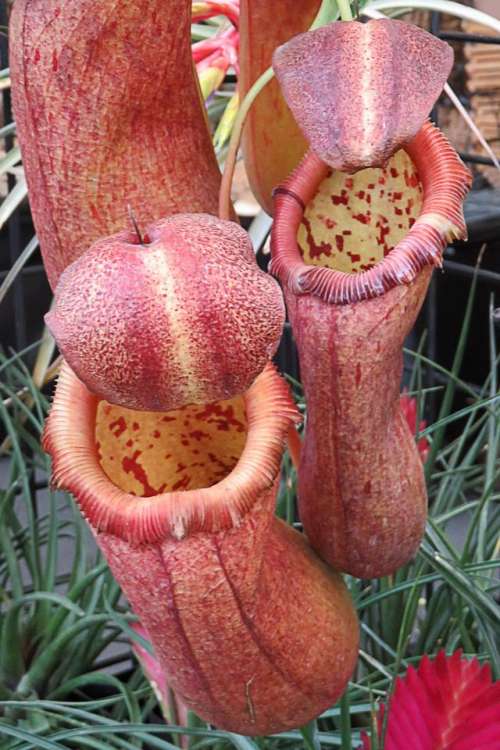 pitcher plant pitcher carnivorous carnivorous plant trap