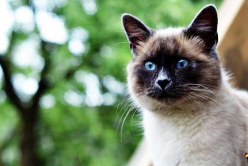 Siamese cat feline pet domesticated