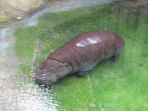 hippopotamus baby hippopotamus animal large animal zoo 