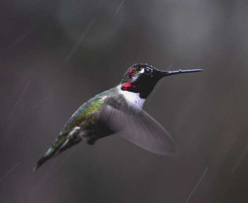 Hummingbird flight nature speed