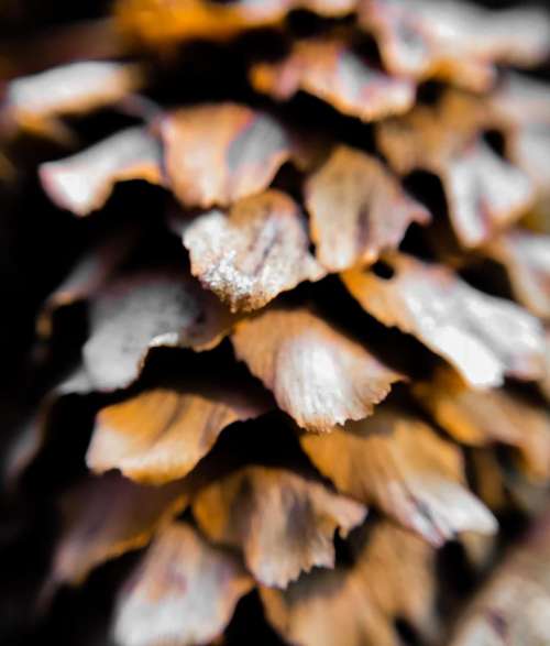 Pinecone pine cone nature pattern 