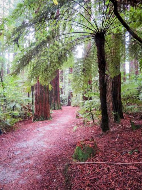 ferns New_Zealand ponga forest walks