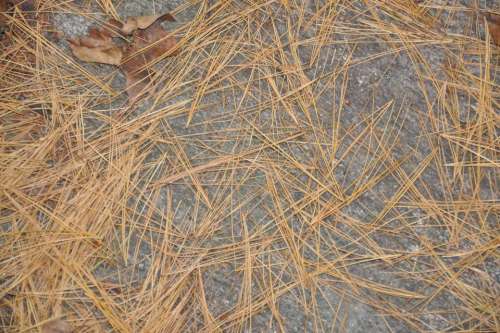 pine needles forest floor 