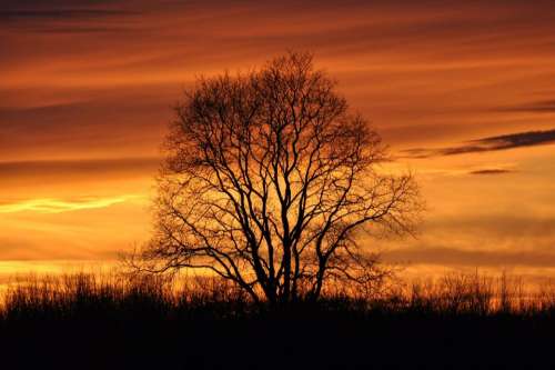 Sunset tree 