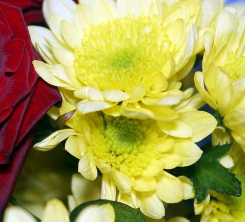 chrysanthemum chrysanthemums yellow flowers flower