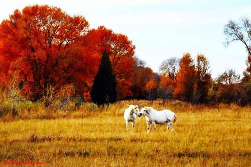 Horses Autumn 