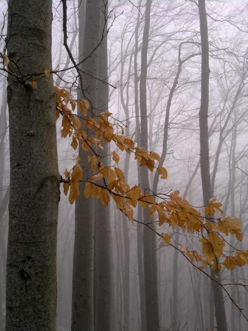 winter snow fog leaves wood