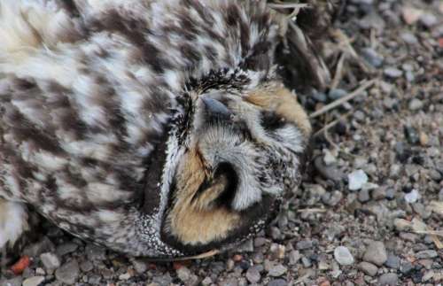 nature animal death dead bird