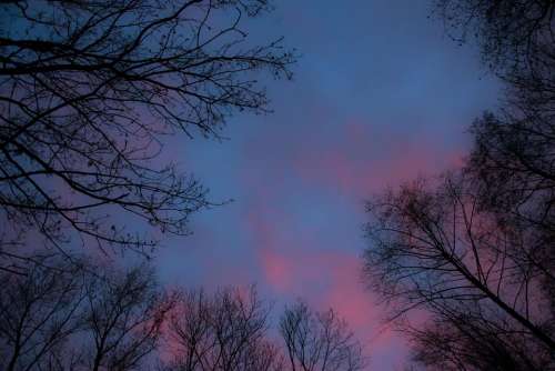 sundown trees heaven blue pink