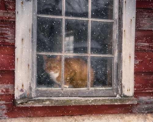 Window cat window pane