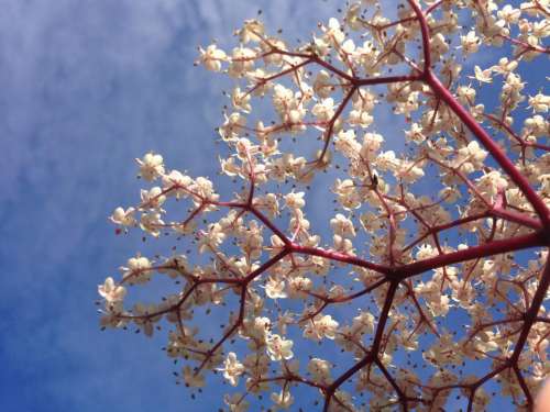 Elderflower elder blossom white sky
