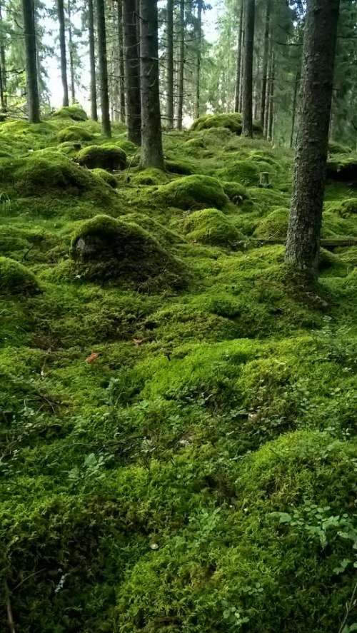 forest moss mossy green lush