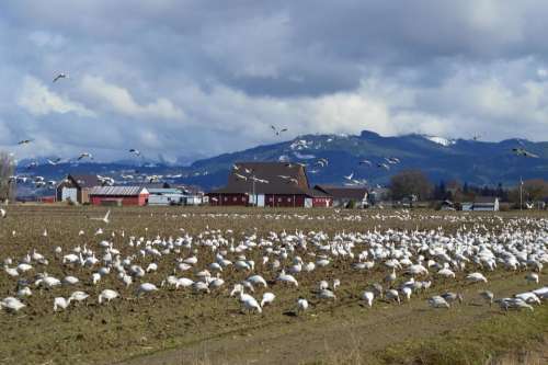 Skagit valley geese snow geese birds farm