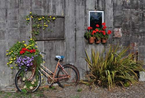 Bicycle quaint flowers 