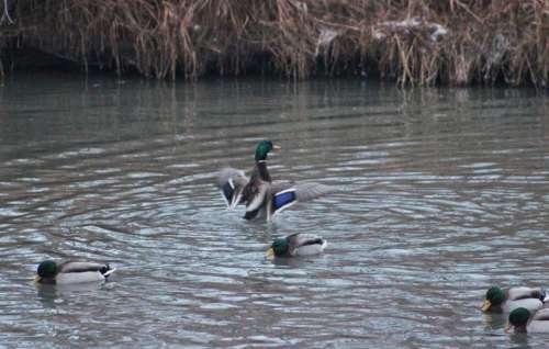 nature wildlife ducks flap flapping