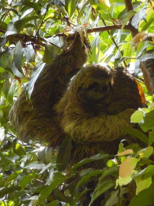 sloth baby sloth forest tropical