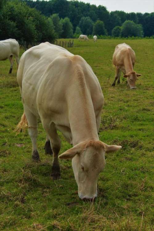 cow animal graze meadow field