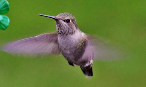 Annas hummingbird bird