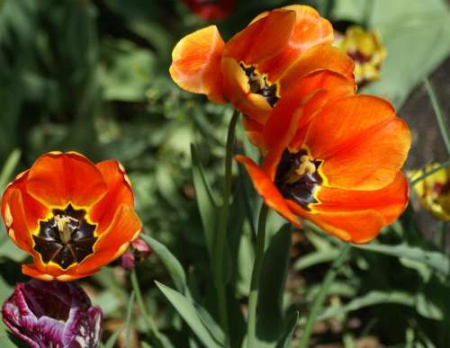 #Flowers#Flower Photography#Tulips#Orange poppy poppies