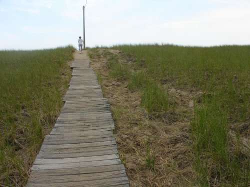 boardwalk planks path seashore beach
