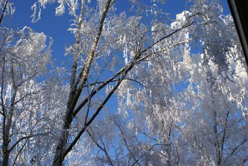 Winter frost trees frozen 