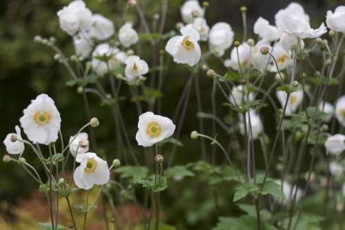 Flower White Victorian Garden Ireland Irish