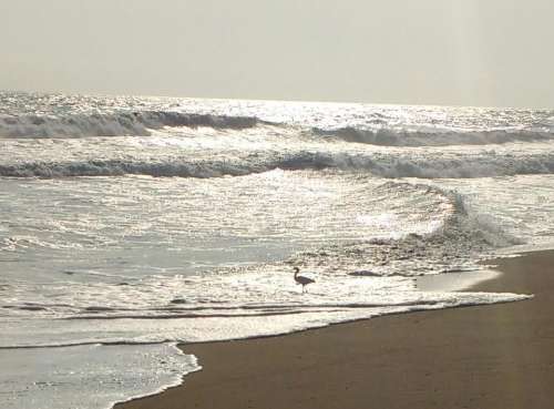 Ocean beach seashore 