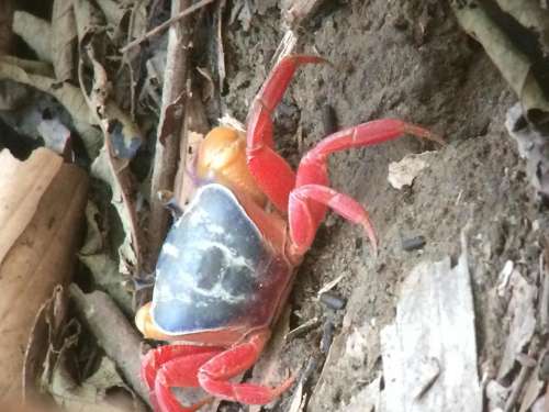 crab Costa Rica rain forest Red leaf