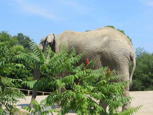 elephant animal large animals zoo