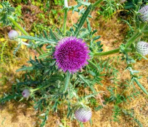 thistle scotland flower