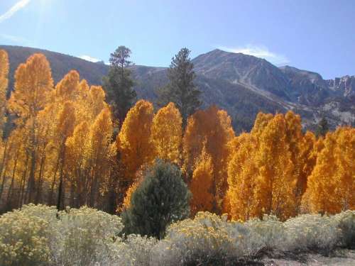 eastern Sierra landscape scenic view