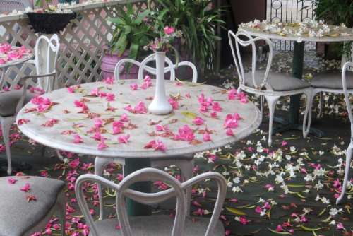 table petals pink white patio