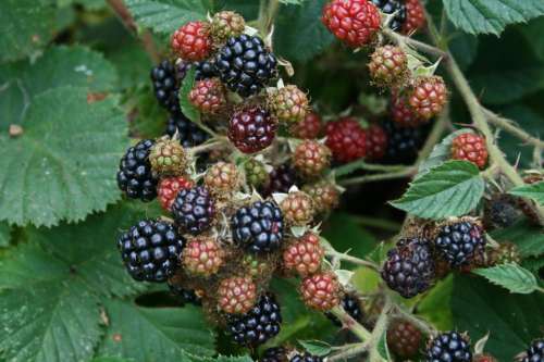 food fruit berries wild blackberries